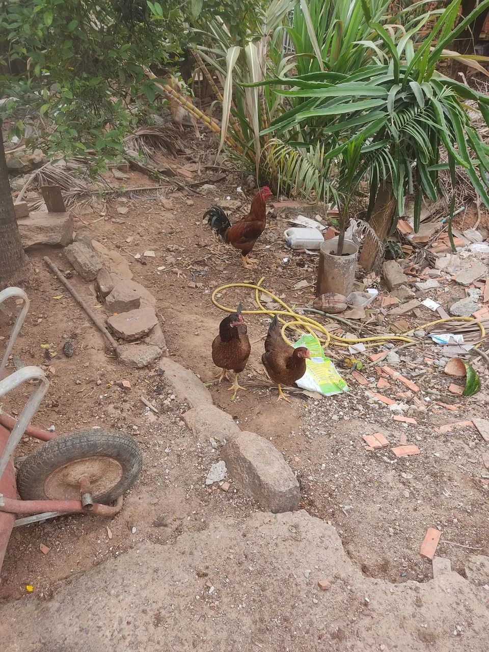 Galinhas, galos e pintinhos - Foto 3