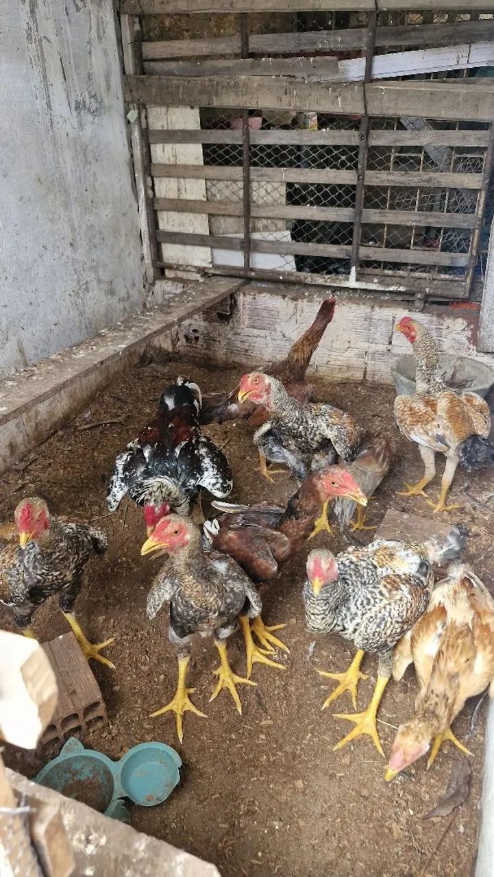 Vende se frangos cariocas misturado com Índio gigante  - Foto 4