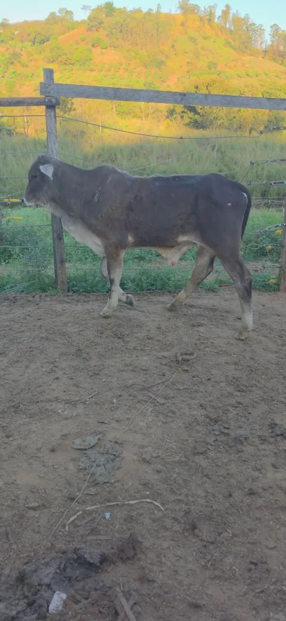 Bezerro Cruzamento  - Foto 2