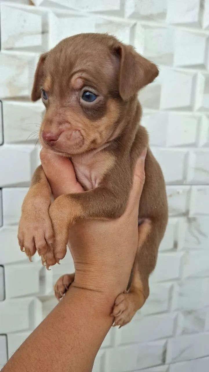 Pincher macho chocolate  - Foto 2
