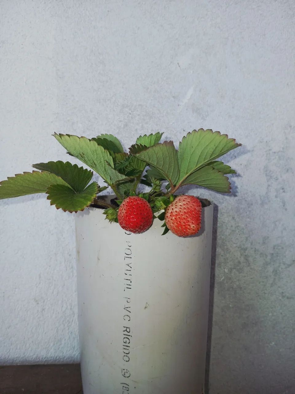 PÉ de morango com frutos 