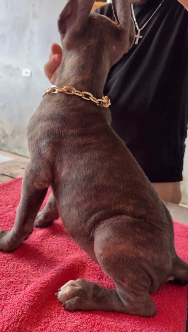 Cane Corso  - Foto 2