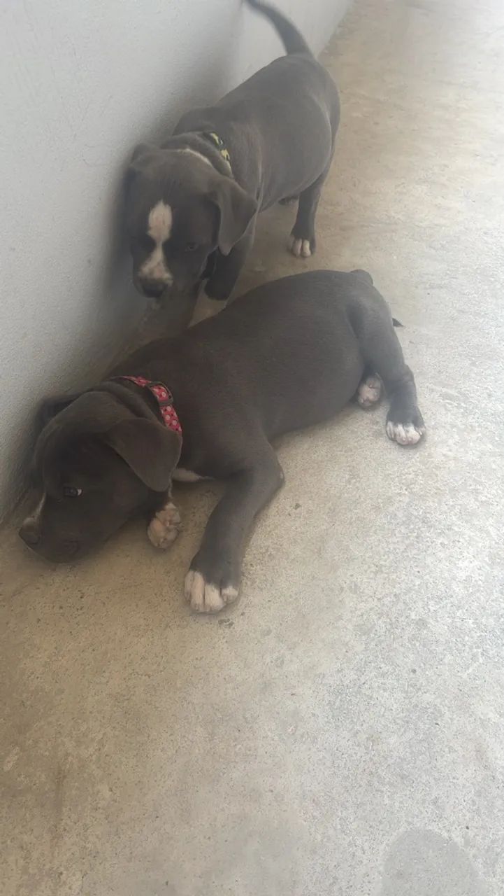 Filhotes de American Bully - Foto 2