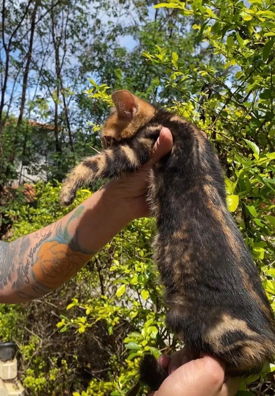 Gato Bengal Marbled - Foto 4