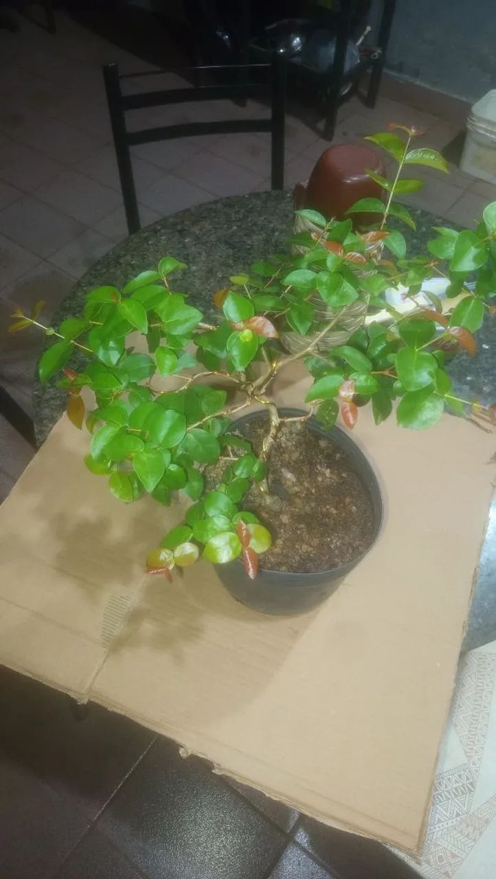 Pitanga fruta Pré-Bonsai - Foto 4