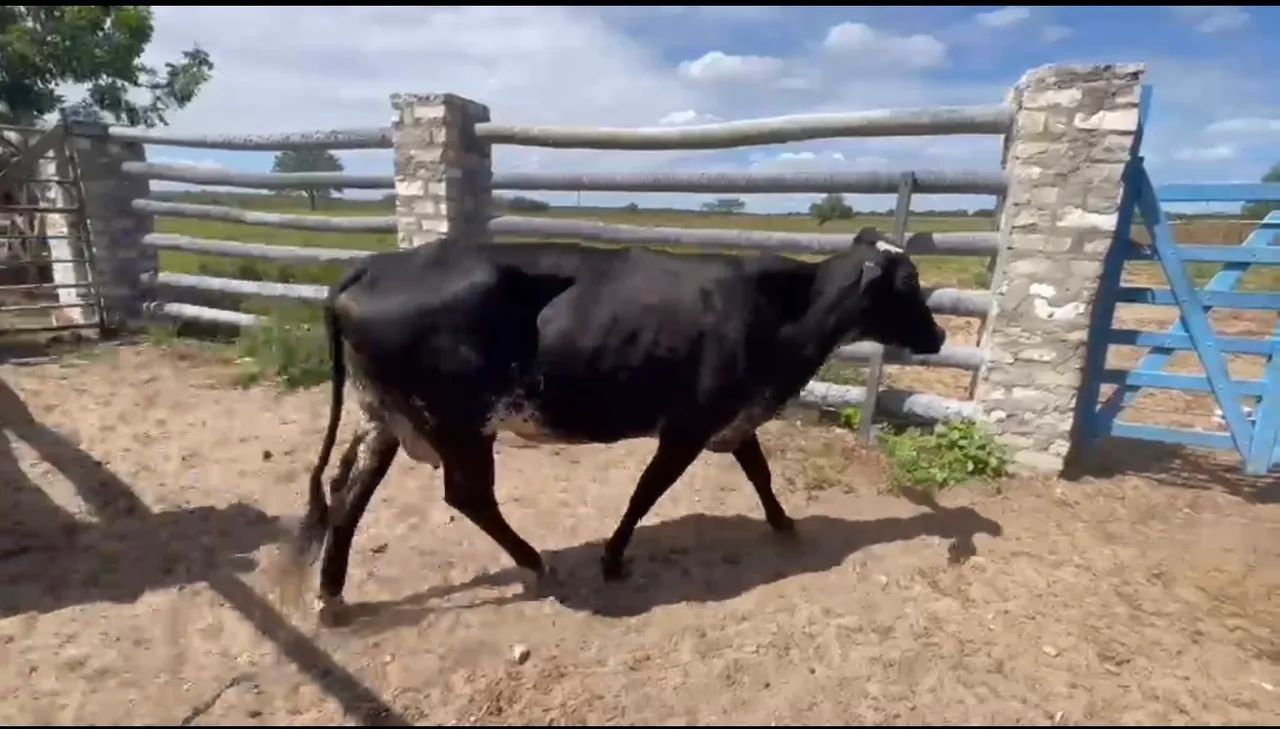 Vendo gado