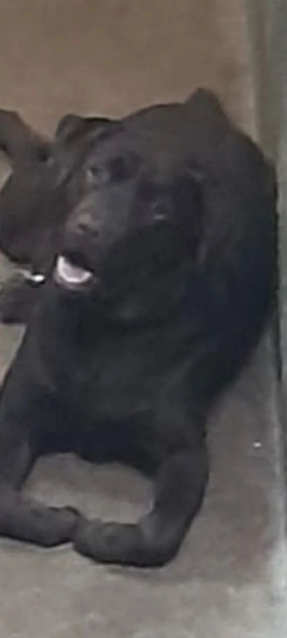 Filhotes de labrador todas as cores  INGLÊS E AMERICANO  - Foto 6