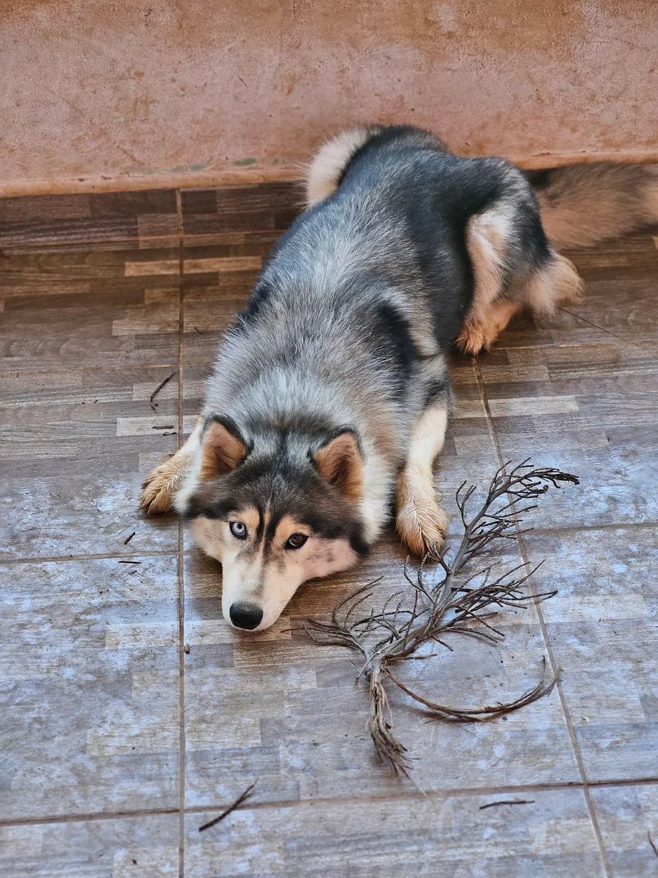 Husky siberiano fêmea 1 ano - Foto 3