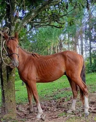 Potro xucro <br>10 meses<br>Lindo <br>Crioulo puro.<br>Manso de corda