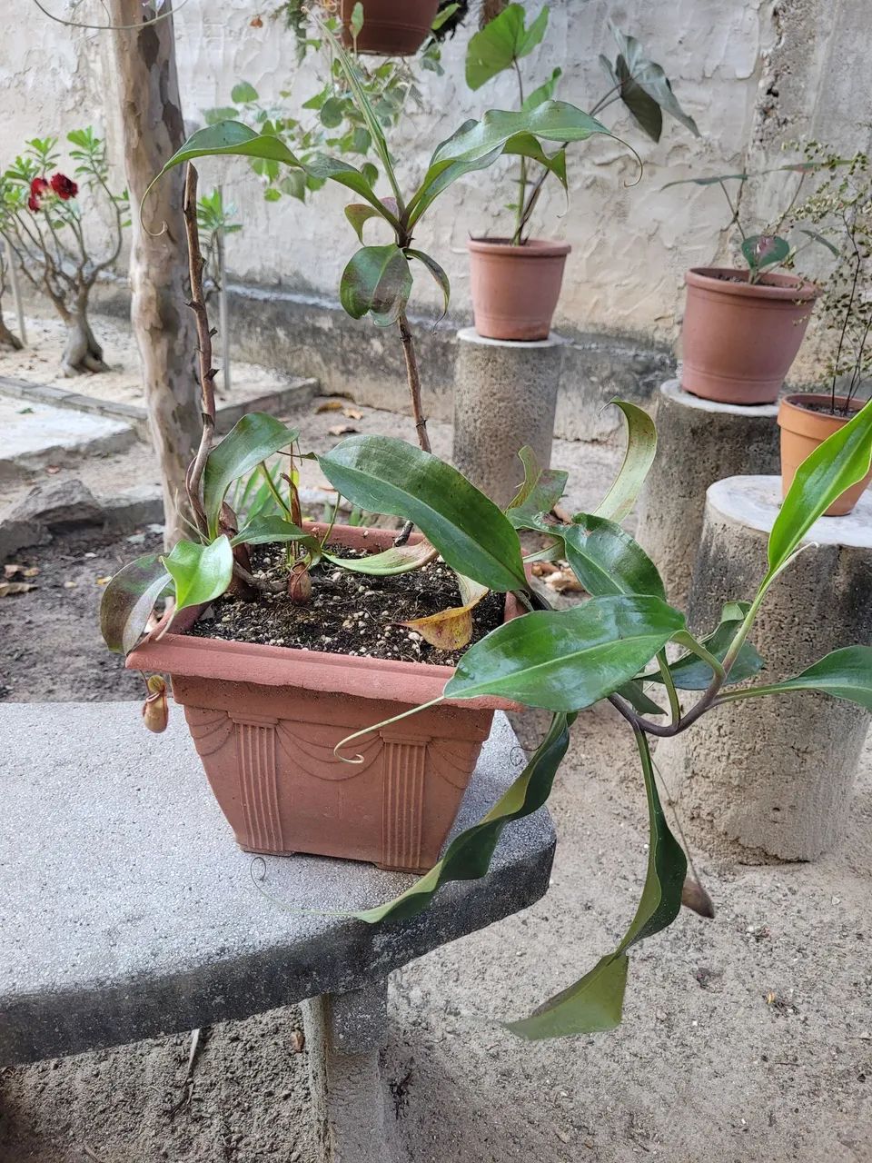 Carnivora (nepenthes) - Foto 4