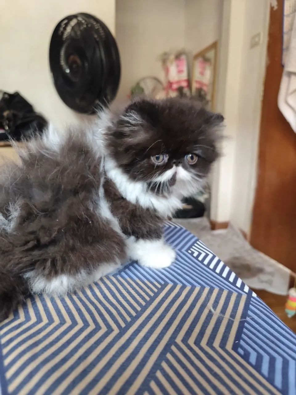 Gato persa macho - Foto 2