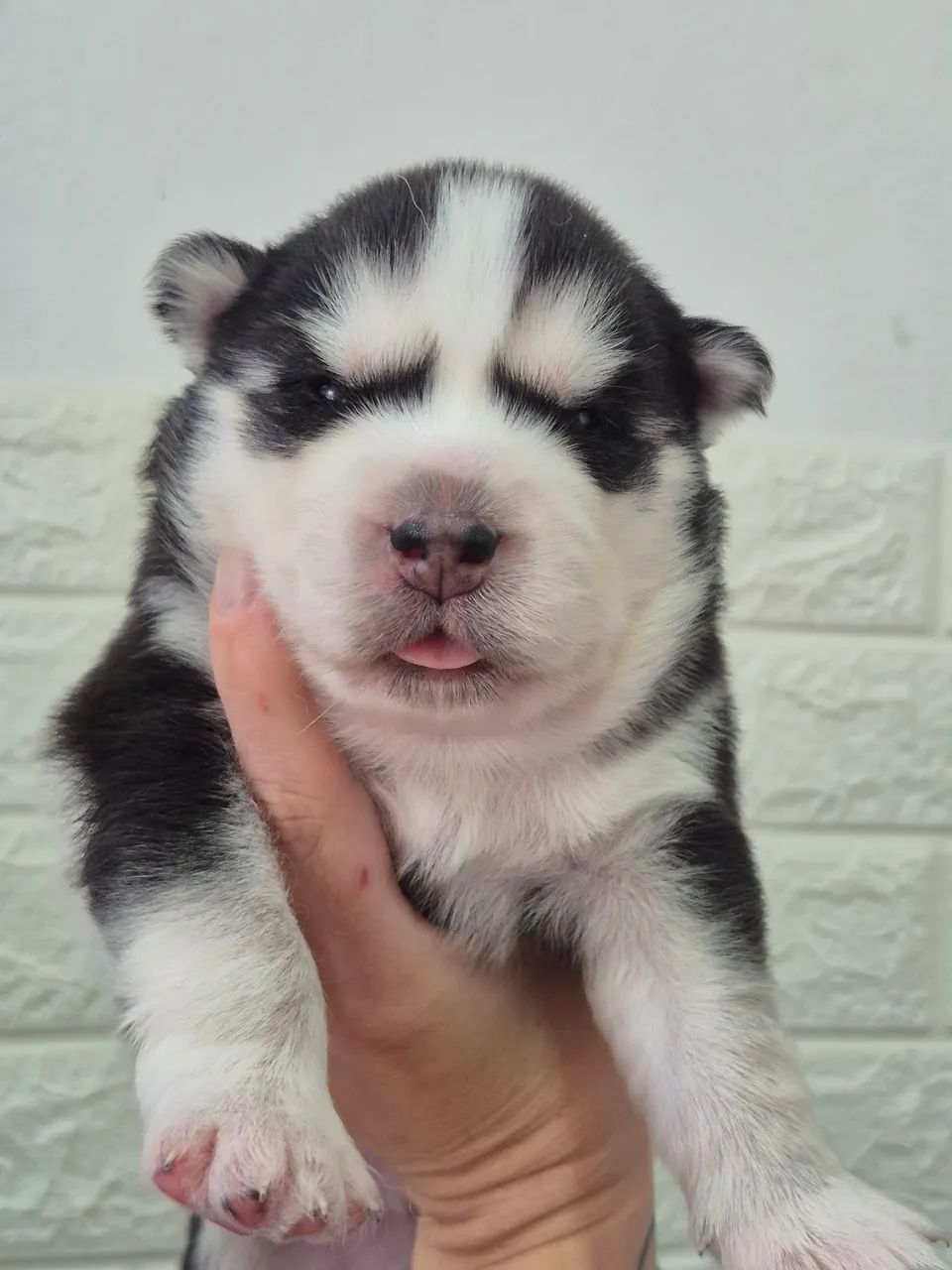 Husky wooly (casal)