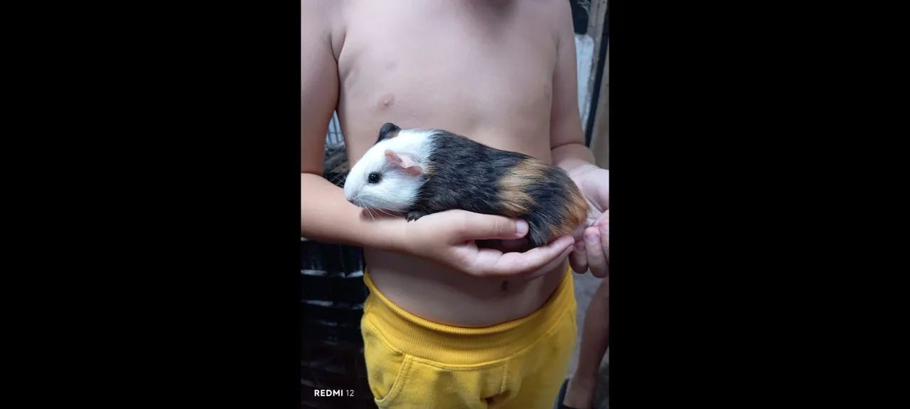 Porquinhos da índia 