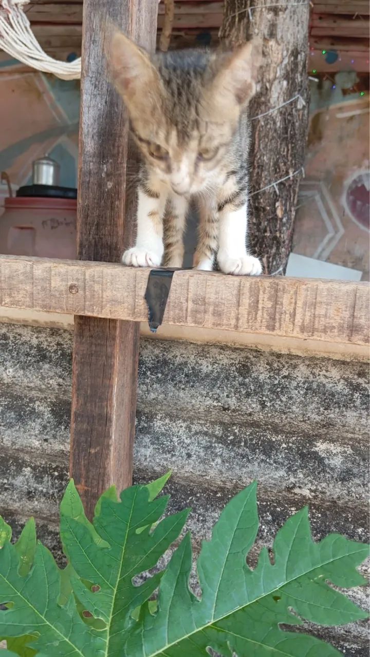 Gatinhos filhotes pra adoção  - Foto 3