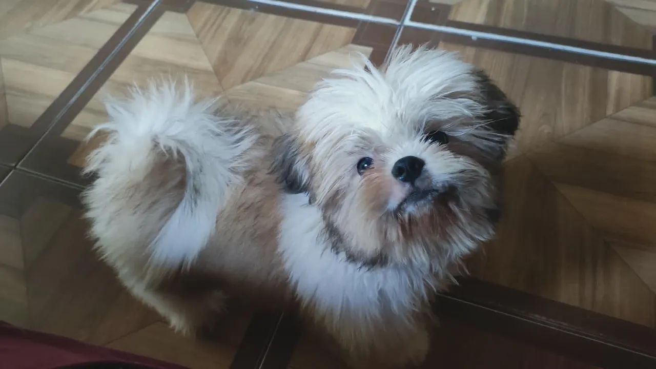 Procurando filhote fêmea de Shihtzu 