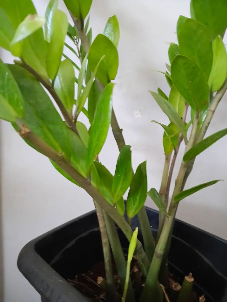 Plantas  - Foto 3
