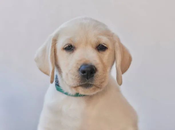 Labrador de Excelente Qualidade ?