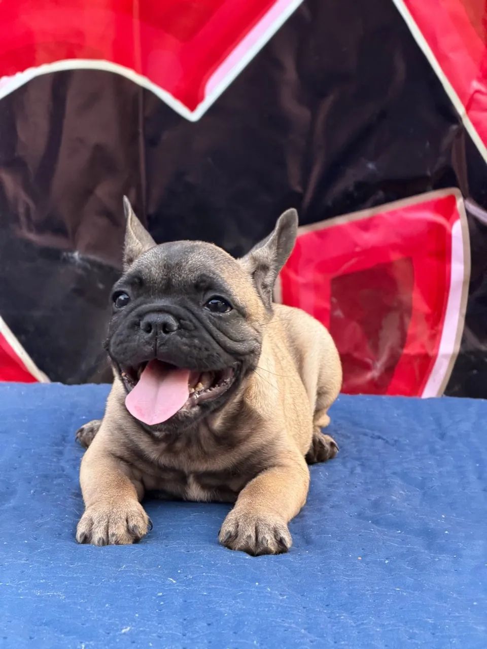 Buldogue francês micro exótico  - Foto 4