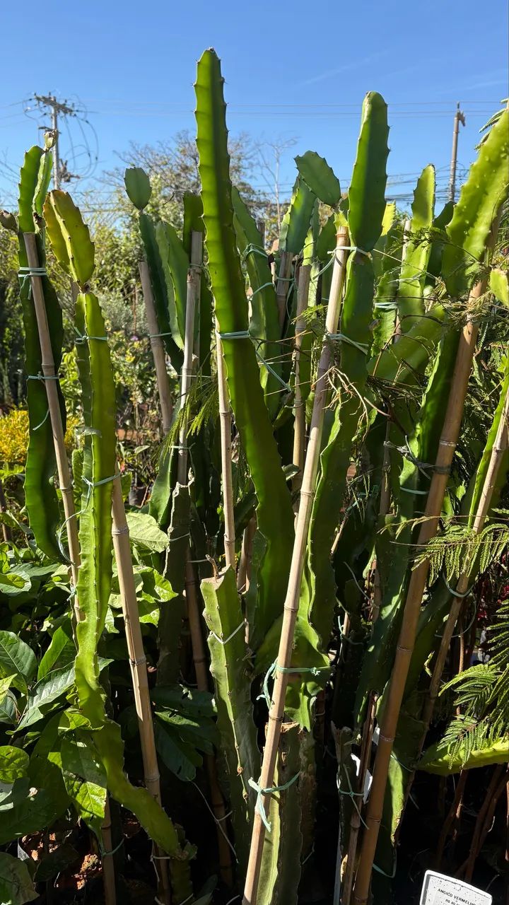 Muda de Pitaya Vermelha 