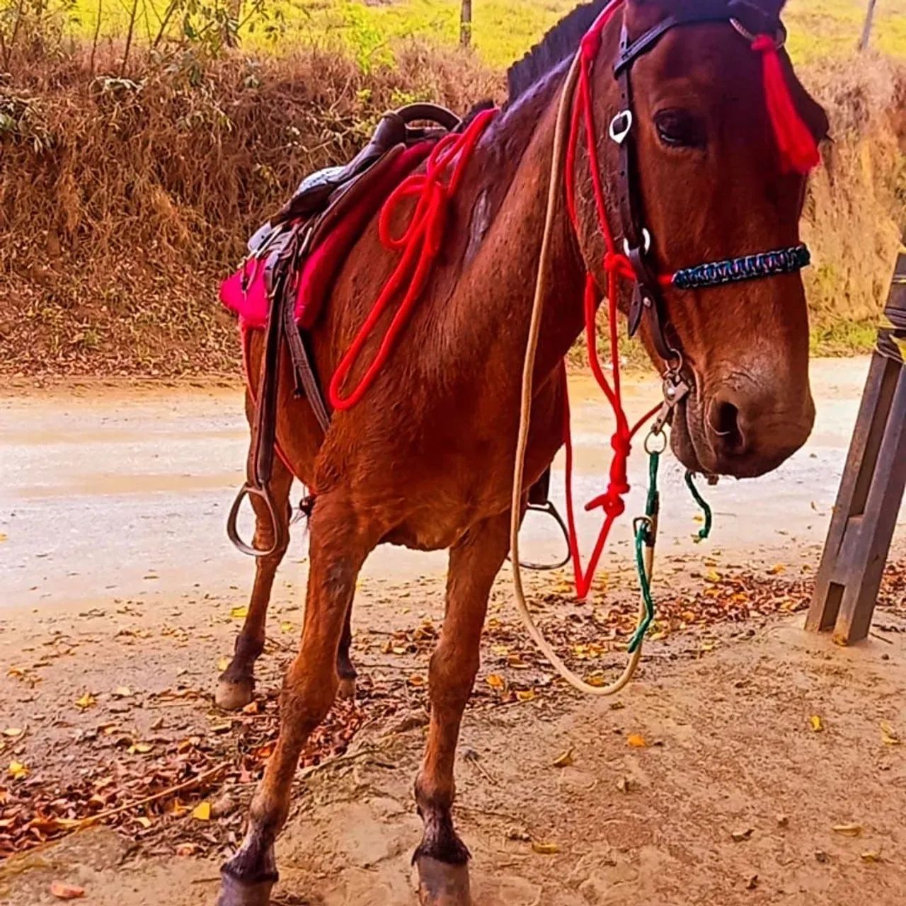 Vendo burro