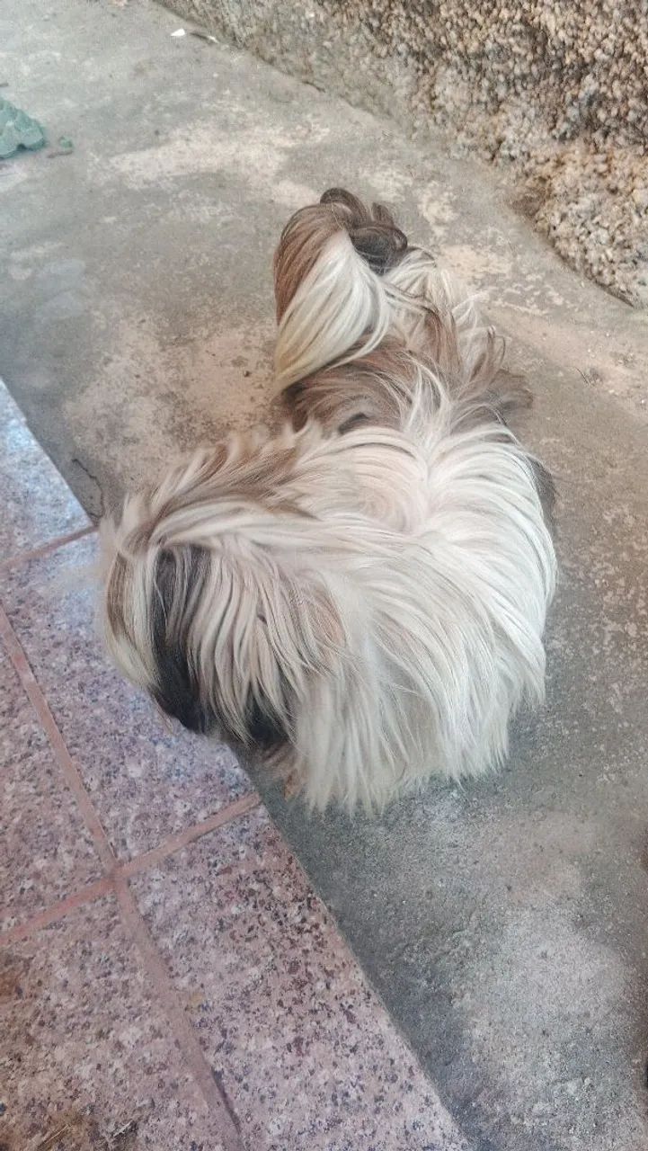 Vendo shitzu macho - Foto 2