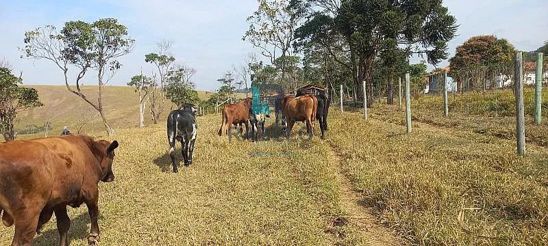 SÍTIO FORMADO COM MANGUEIRO COM FÁCIL ACESSO EM LORENA-SP - Foto 5