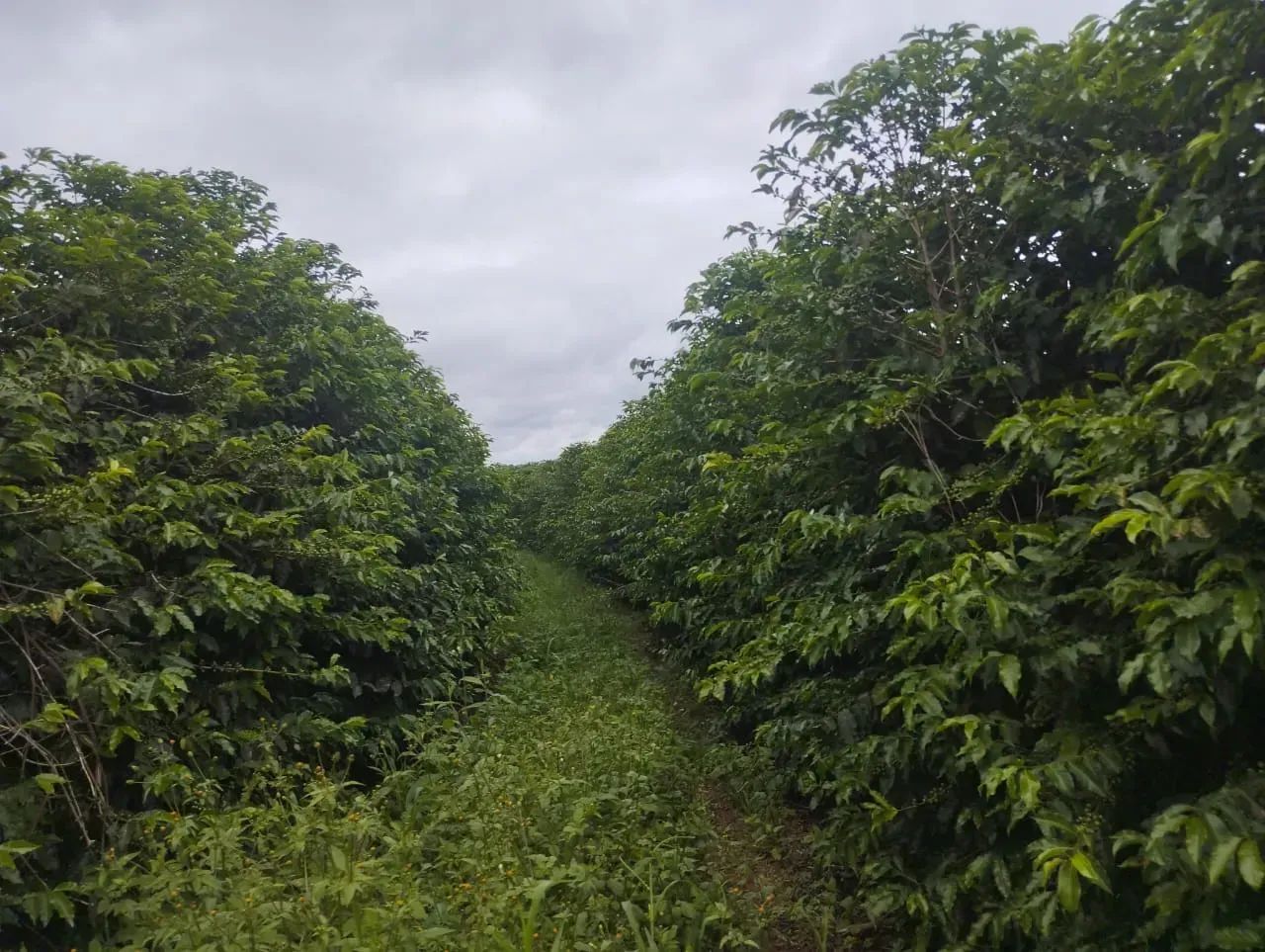 Sítio com 130 mil pés de café - Foto 2