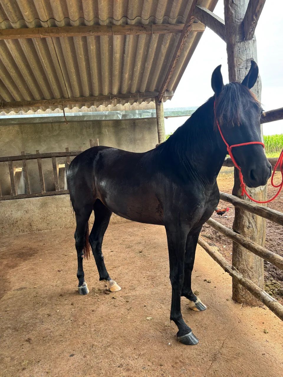 Potro Mangalarga Registrado 