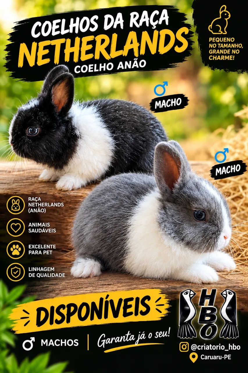Coelhos Nethelande 