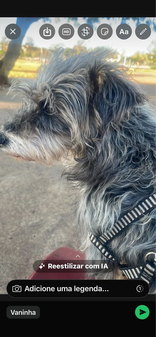 Doação cachorro  - Foto 3