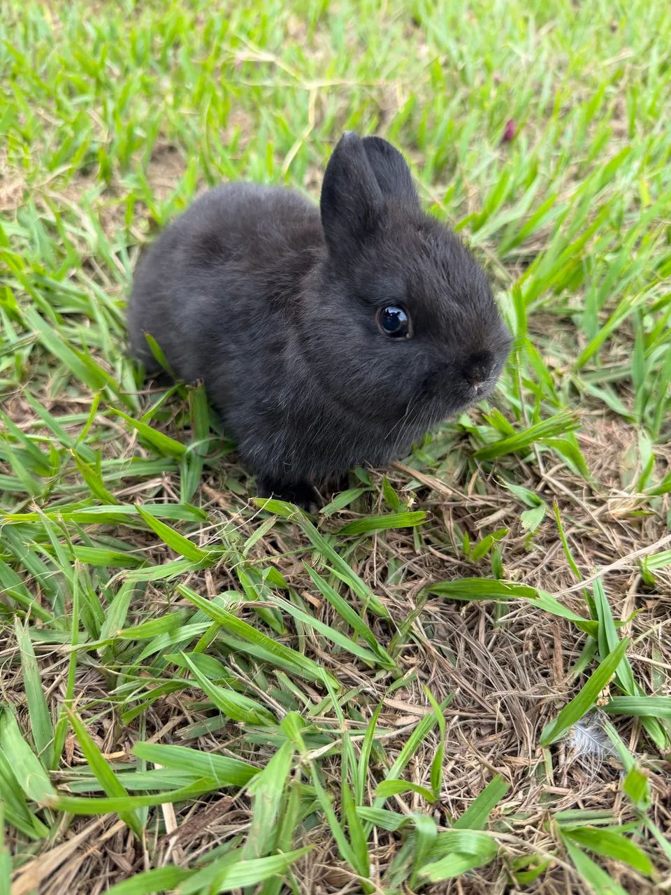 Mini coelho, Netherland  - Foto 3