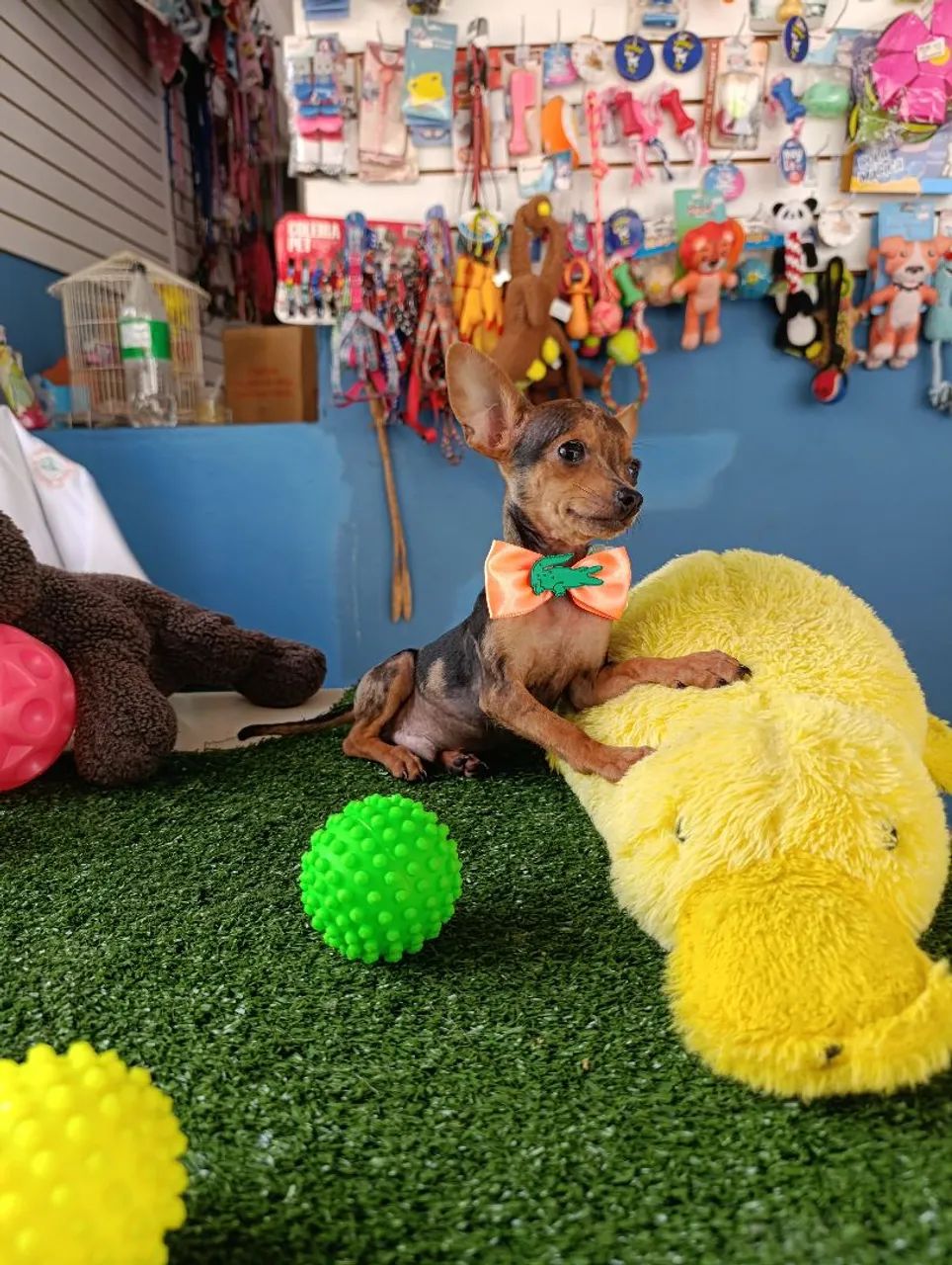 Pinscher arlequim macho 