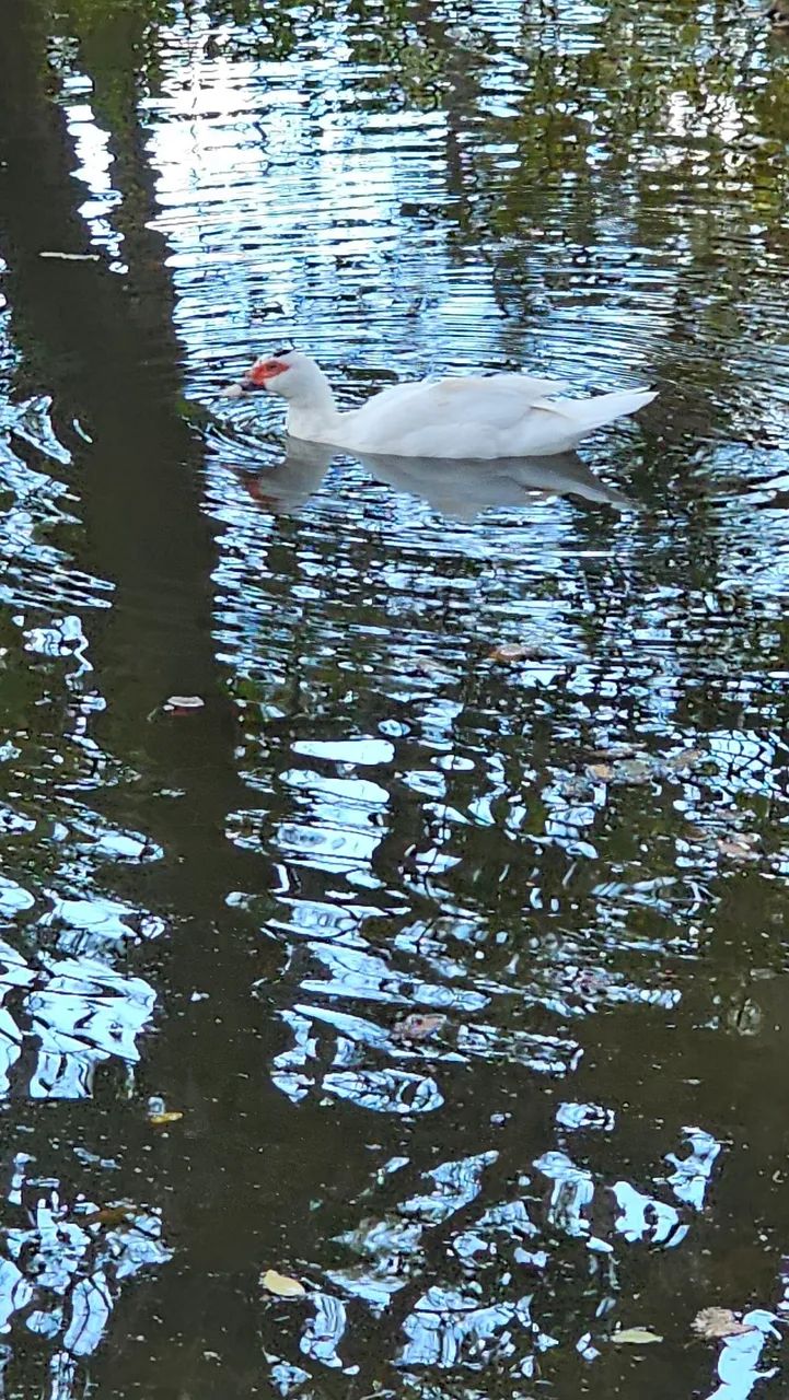 Patos - Foto 2