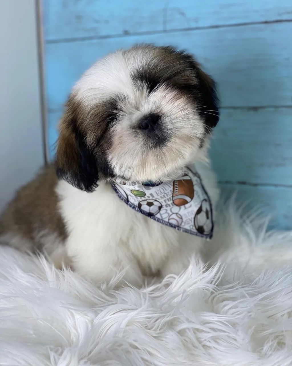 Shihtzu com pedigree  - Foto 2