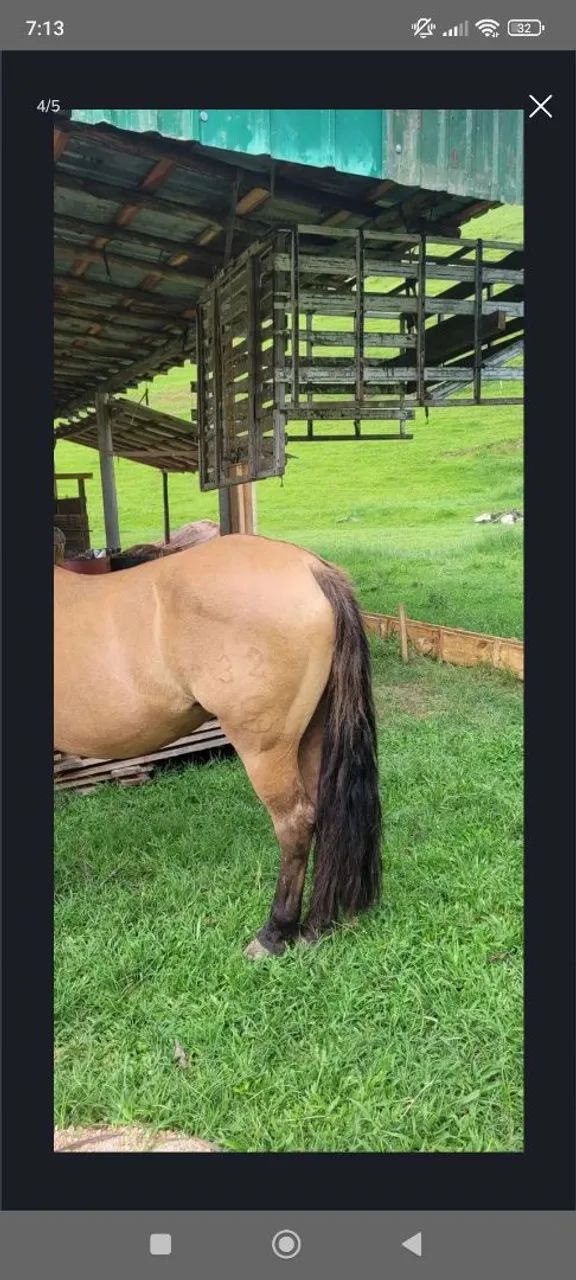 Égua de cria  - Foto 2