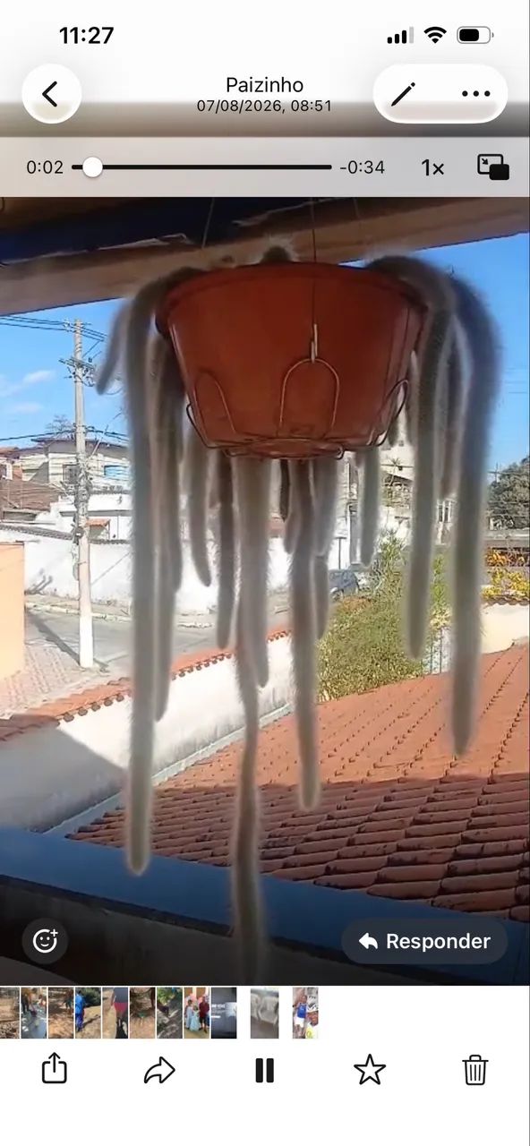 Planta rabo de macaco  - Foto 2