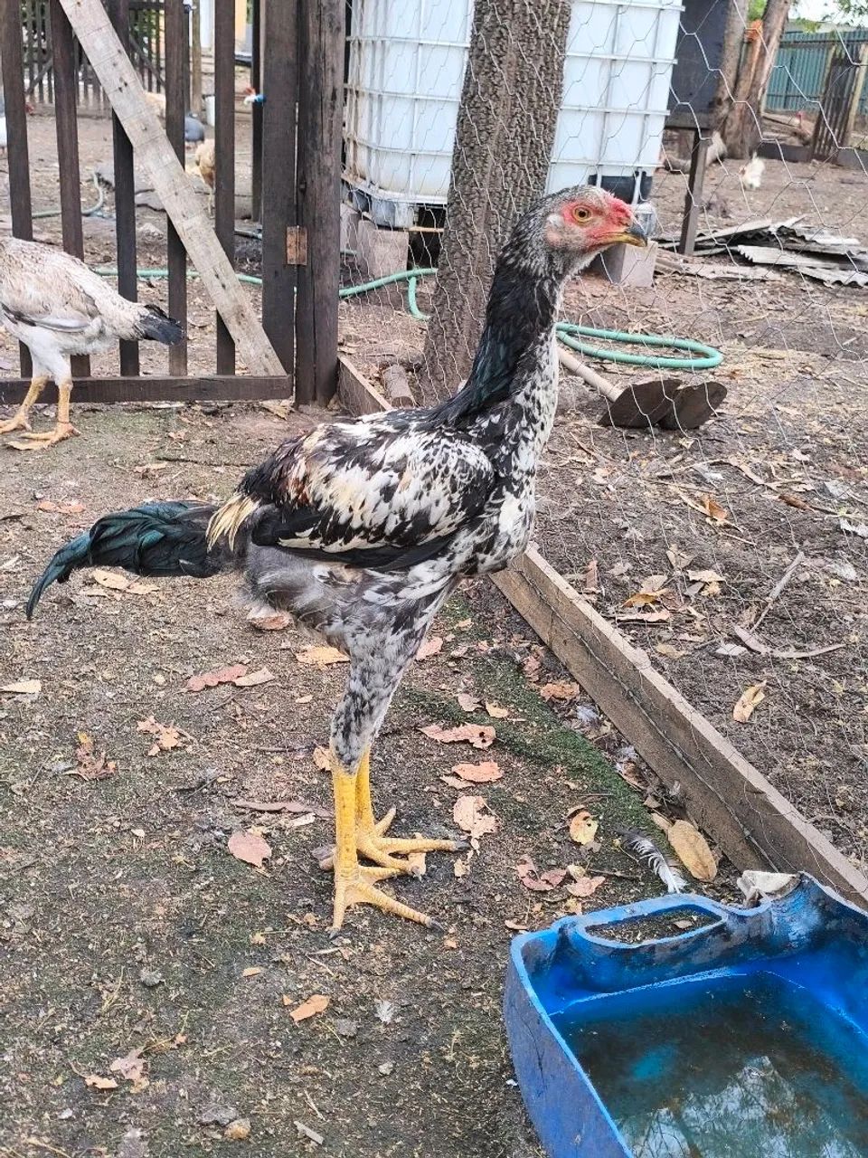 Frango índio gigante  - Foto 4