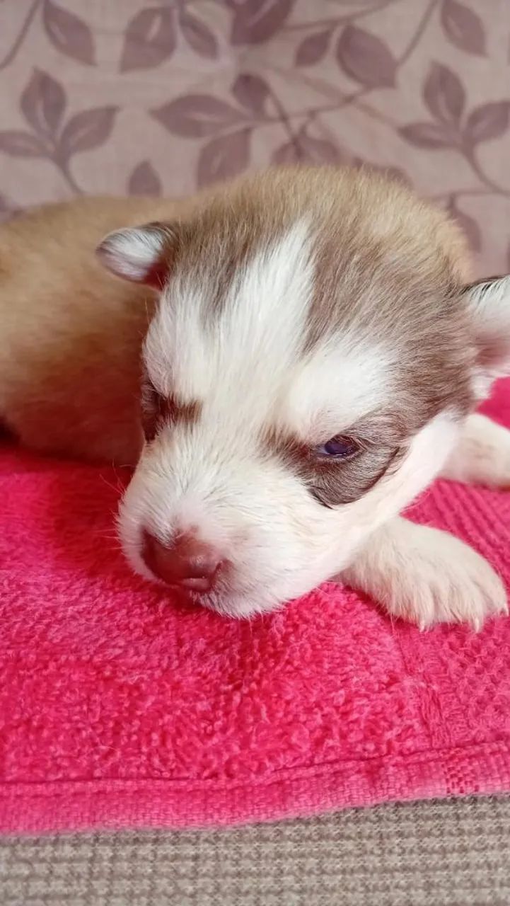 Husky siberiano a venda  - Foto 3