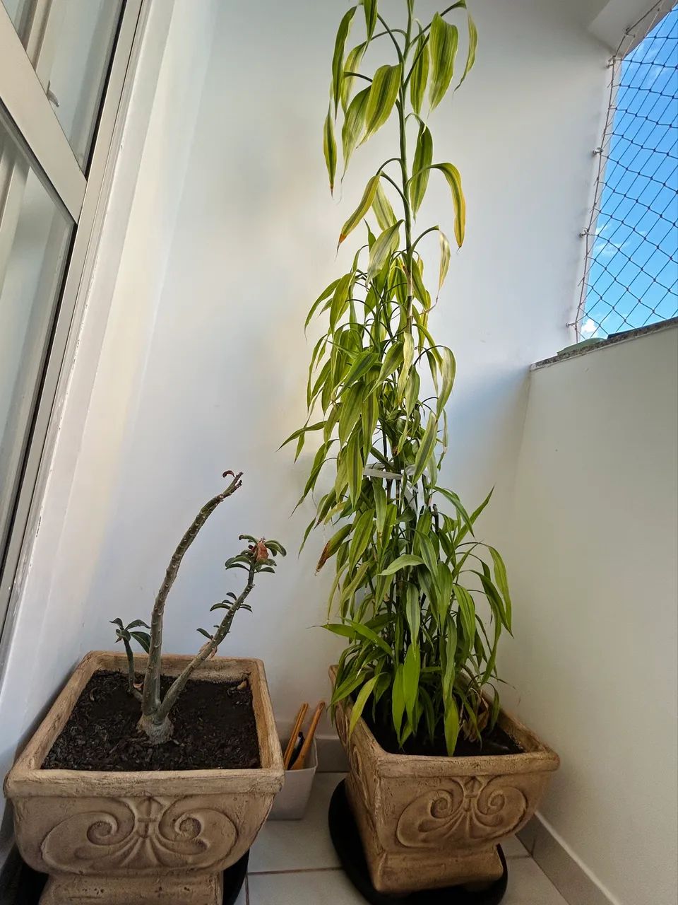 Vasos com plantas