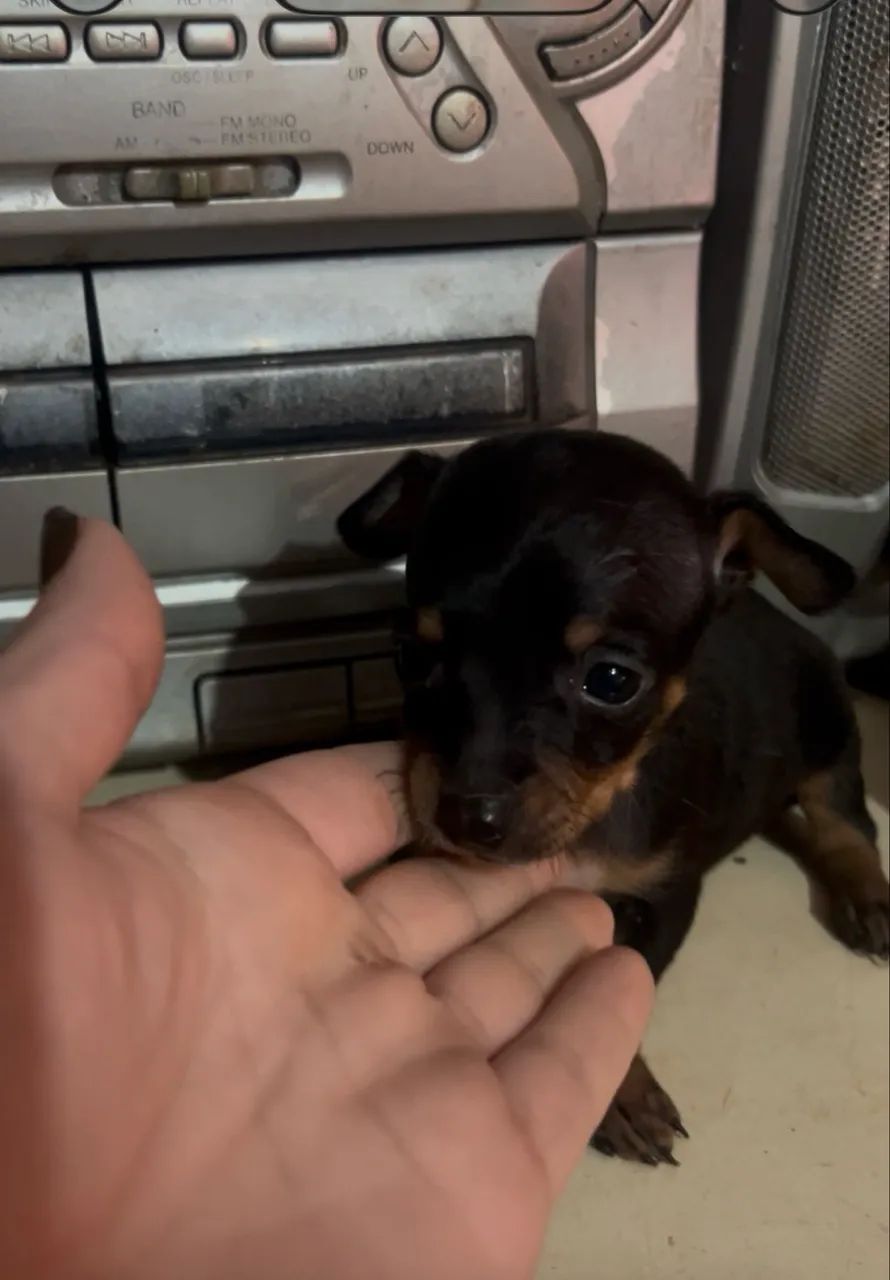 Pinscher macho 0  - Foto 2