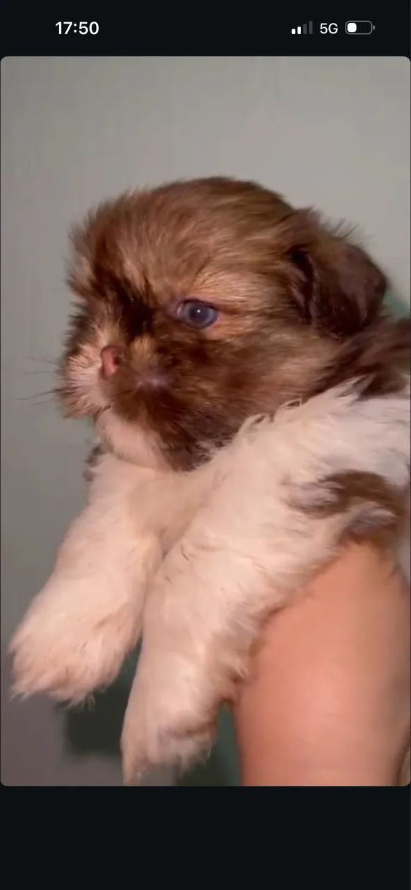 Shihtzu zero focinho com pedigree 