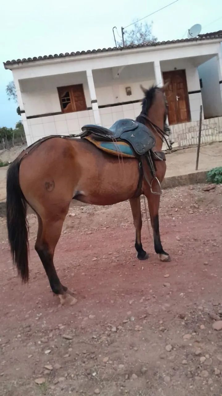 Vendo esse cavalo  - Foto 2