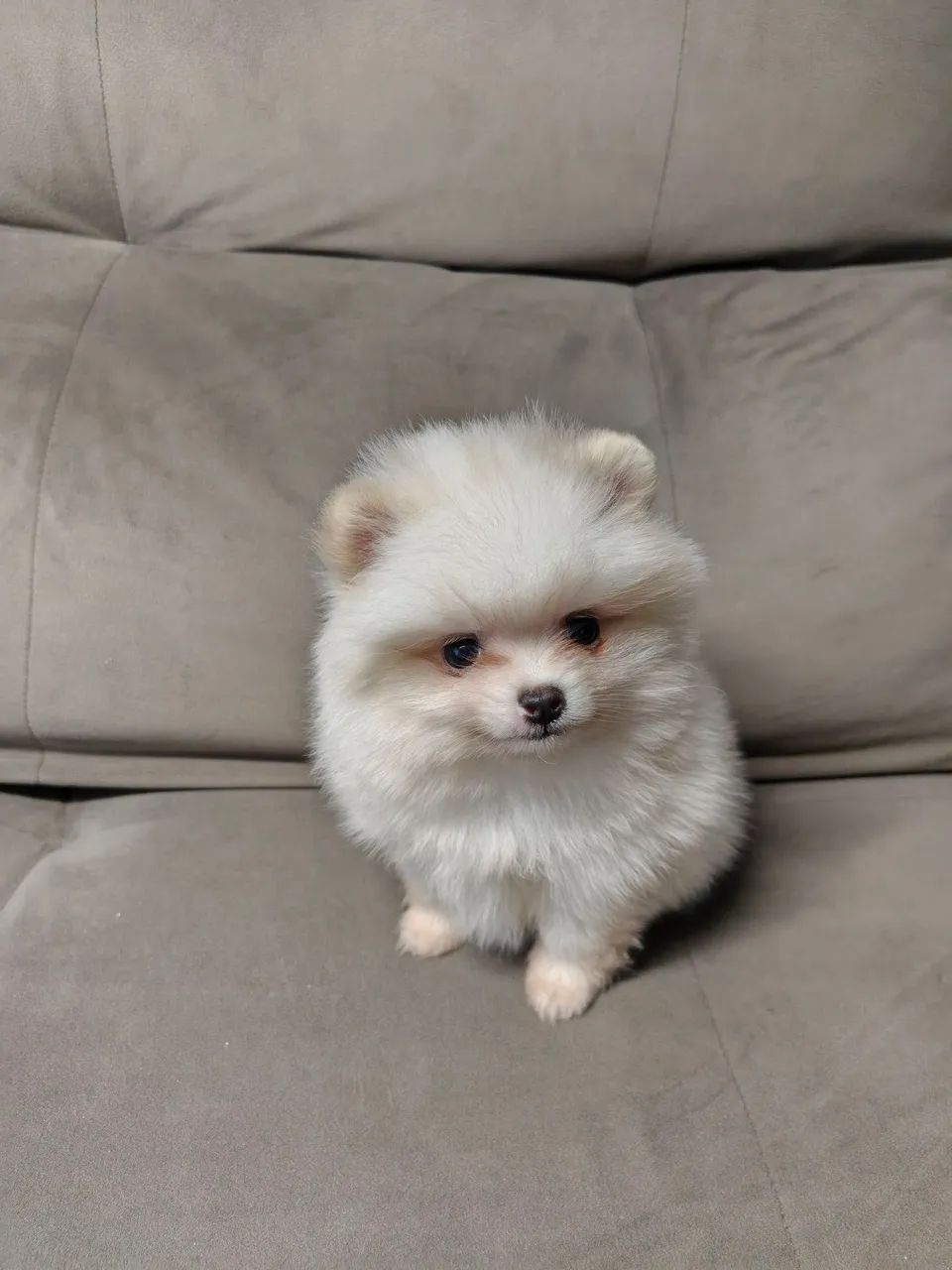 Spitz alemão / macho - Foto 4
