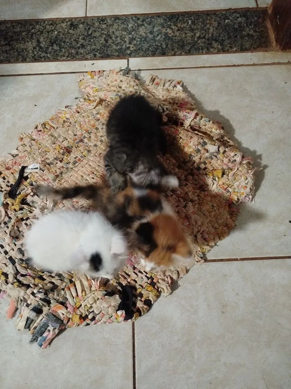 Doação de gatinhos  - Foto 2