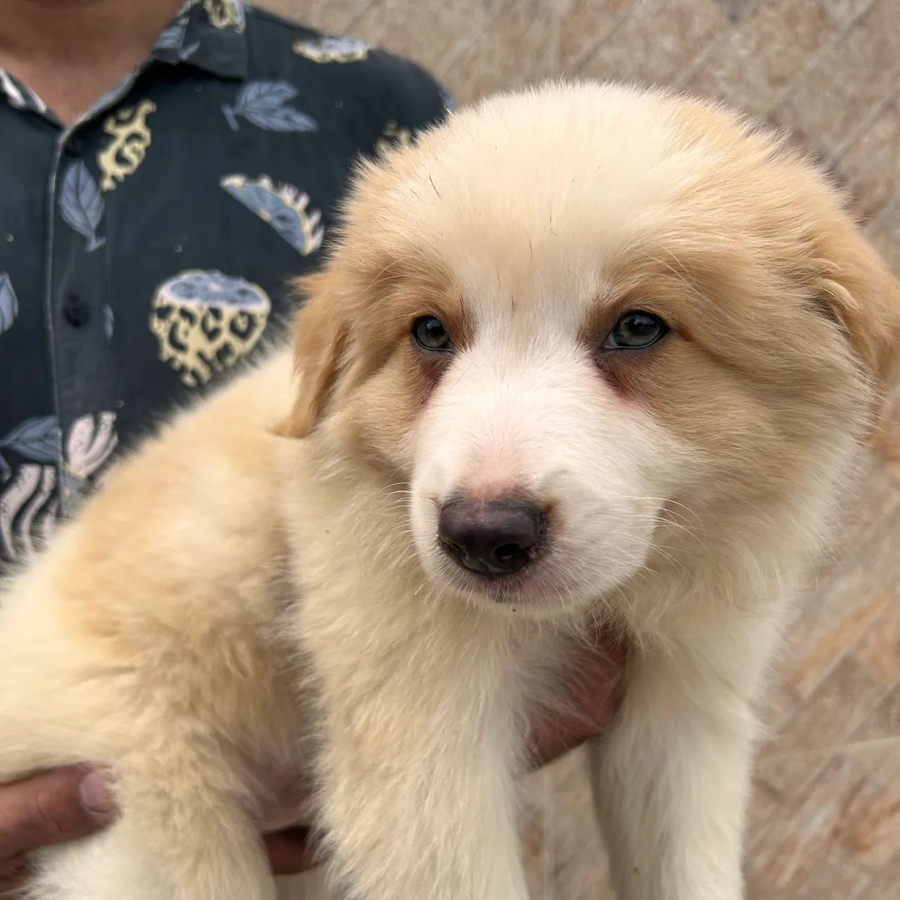Filhote de Border collie (vermelho australiano)