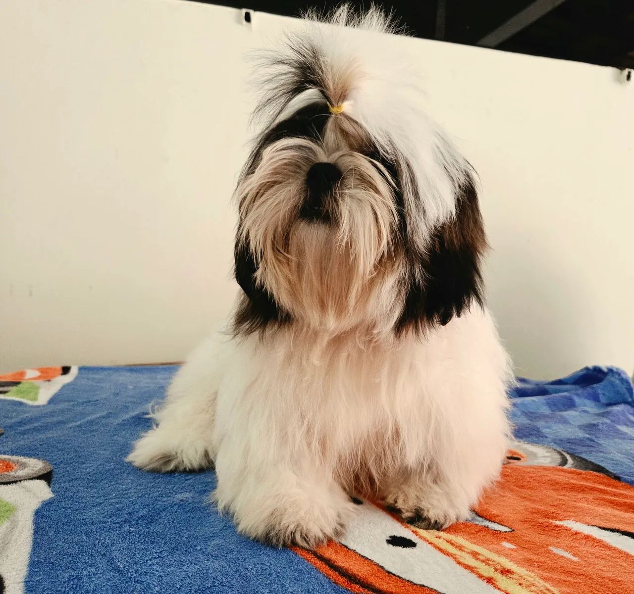 Shih tzu 4 meses macho mini - Foto 2