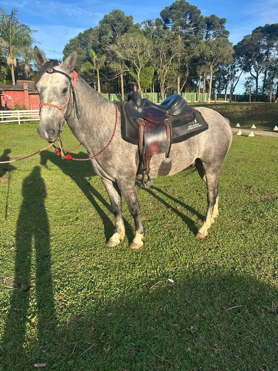 Cavalo Mangalarga Mineiro - marcha picada - Foto 3
