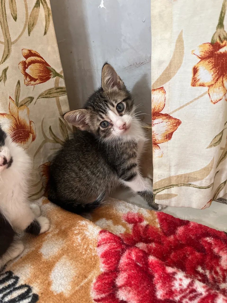 Doação de gato 