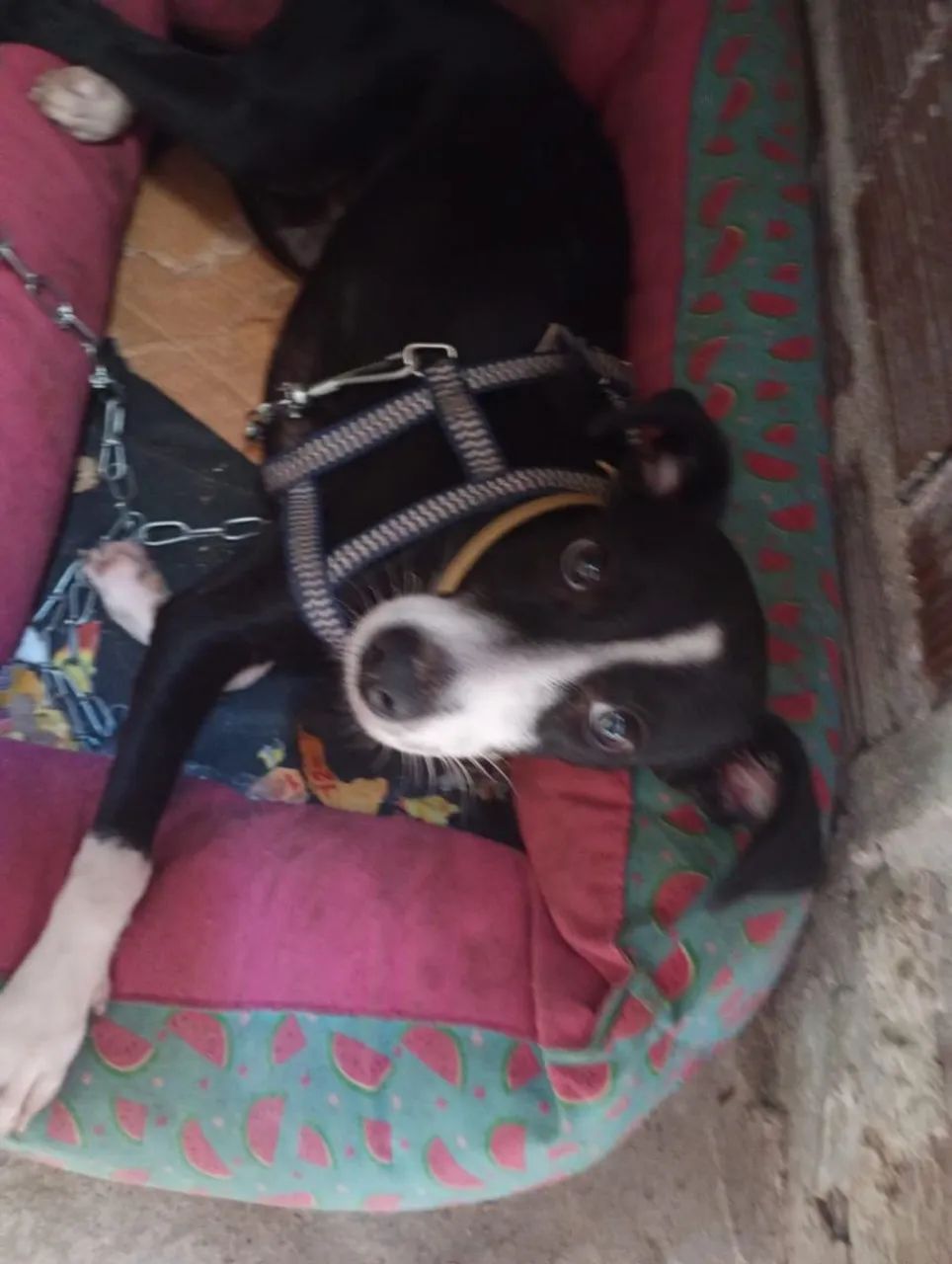 Adoção responsável  - Foto 5