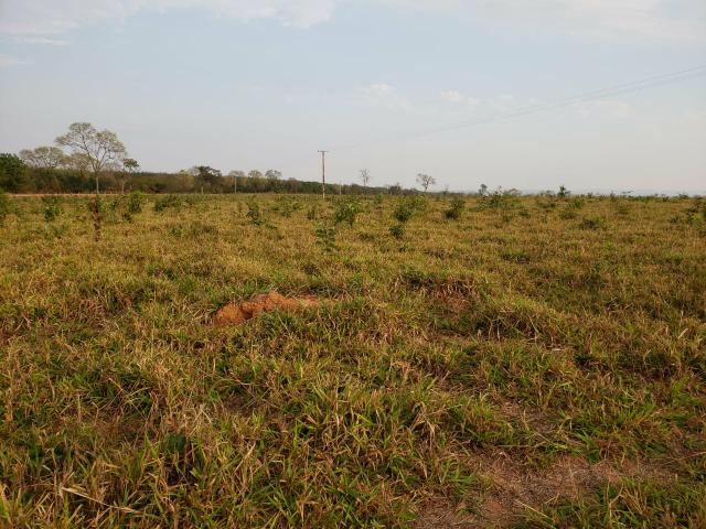 Fazenda pecuária R$ 12.000,00 por HA - Foto 4